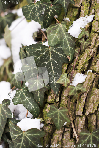 Image of Ivy plant, tree and snow in winter, background