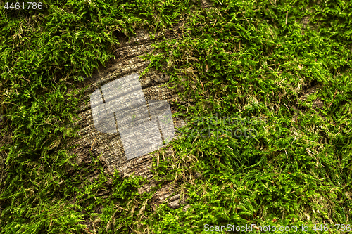 Image of Detail of tree covered with moss, 