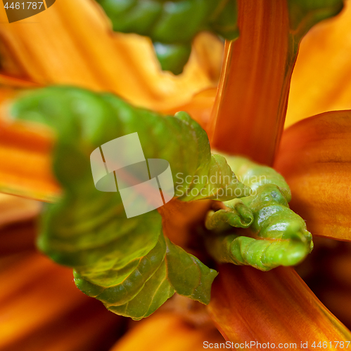 Image of New fresh leaves of chard (Swiss chard)