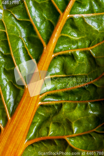 Image of Closeup of fresh leaf of chard (Swiss chard)