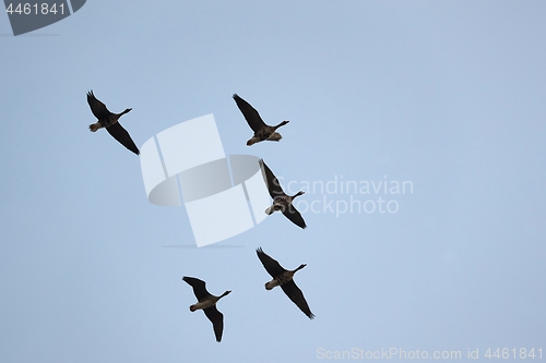 Image of Wild Geese Flying