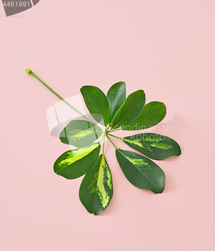 Image of leaf on pink background