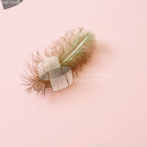 Image of feather on pink background