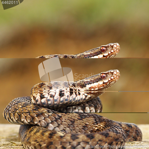 Image of common european adder on wood board 