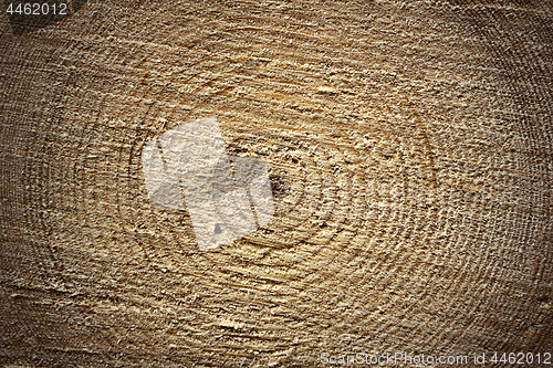 Image of surface of cross section, spruce log