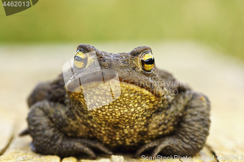 Image of front view of cute common brown frog