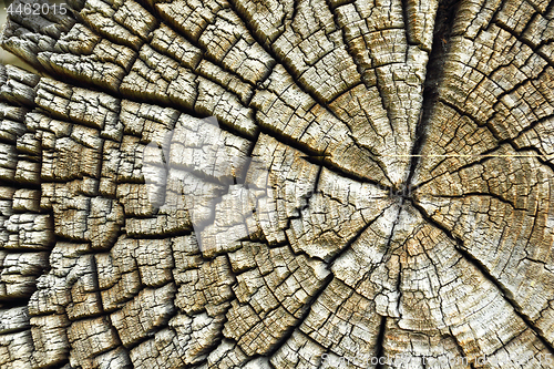 Image of cracks on old wooden log