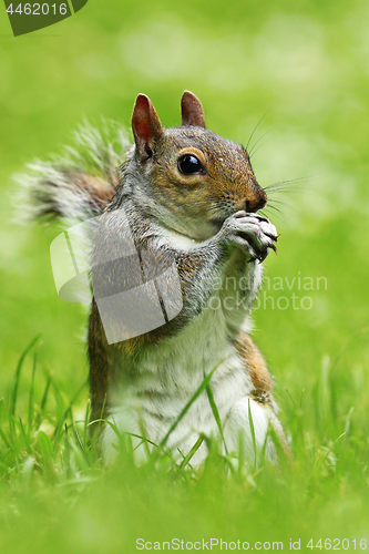 Image of grey squirrel in the park