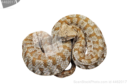 Image of isolated blunt nosed viper