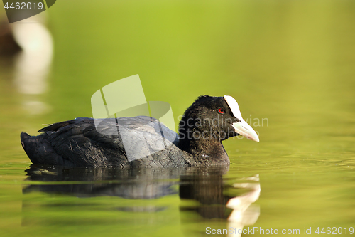 Image of eurasian coot swimming on pond