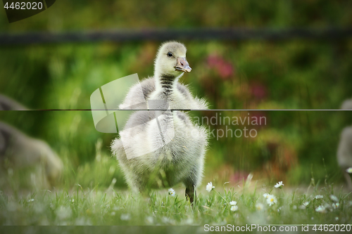 Image of cute gosling on lawn