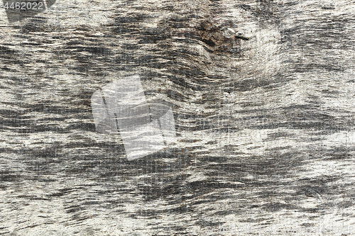 Image of elm wooden texture