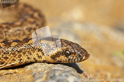 Image of javelin sand boa close up