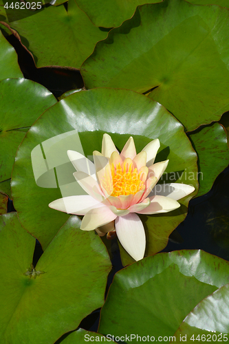 Image of Pale pink water lily Paul Harriot