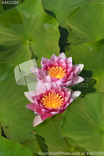 Image of Pink Rene Gerard water lily