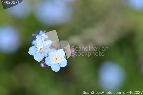 Image of Alpine forget-me-not