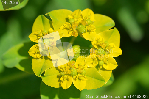 Image of Cushion spurge