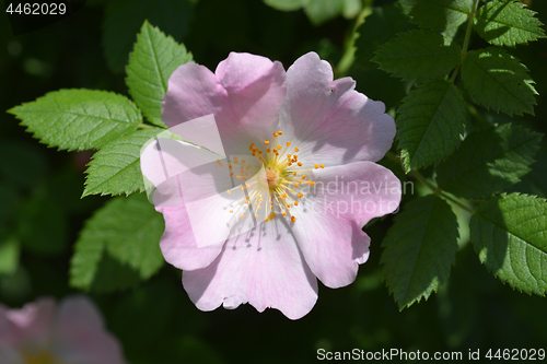 Image of Dog rose