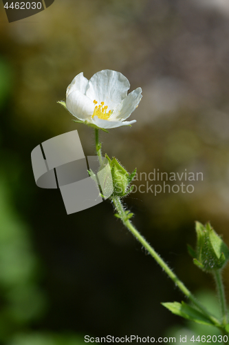 Image of Rock cinquefoil