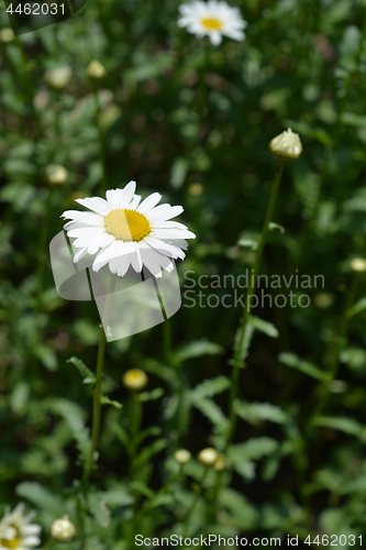 Image of Saw-leaved moon daisy