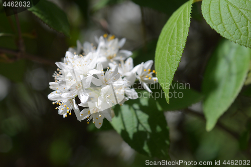 Image of Fuzzy deutzia