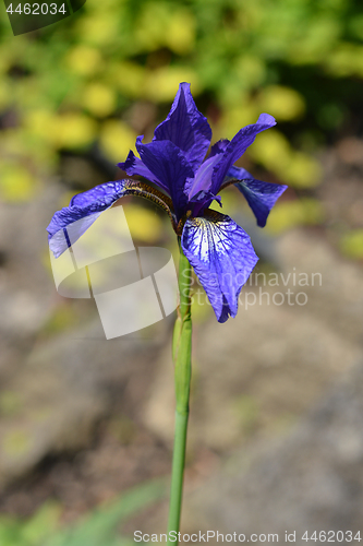 Image of Golden netted iris