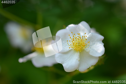 Image of Japanese rose