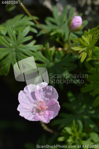 Image of Bloody Cranesbill