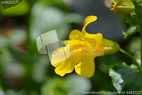 Image of Monkey flower