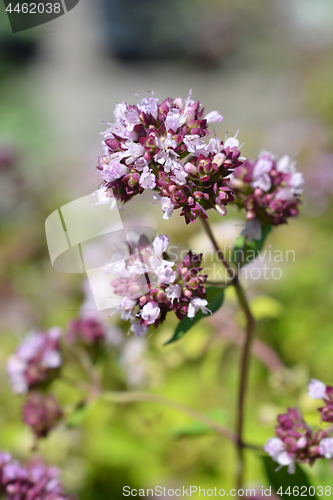 Image of Oregano flowers