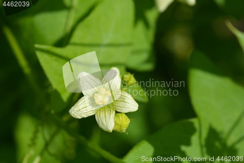 Image of English mandrake