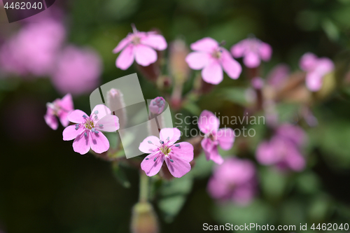 Image of Rock soapwort