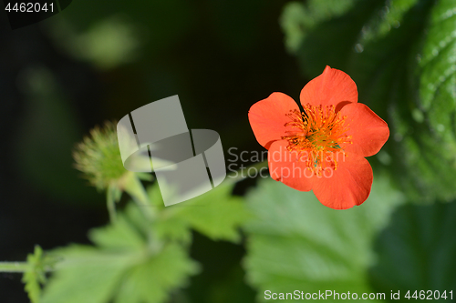 Image of Dwarf orange avens