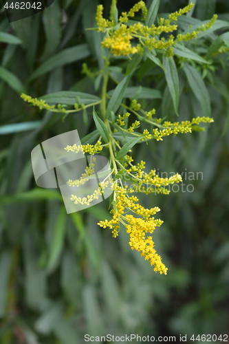 Image of Canadian goldenrod