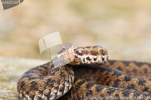 Image of female common adder looking at the camera