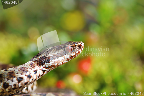 Image of portrait of beautiful adder male