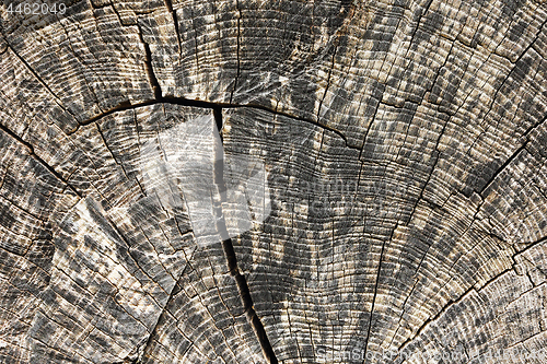 Image of cross section of elm tree