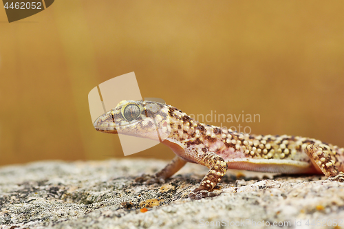 Image of closeup of wild turkish gecko