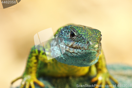 Image of front view on Lacerta viridis male