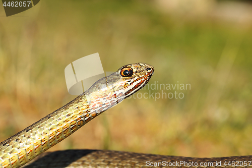 Image of eastern montpellier snake portrait