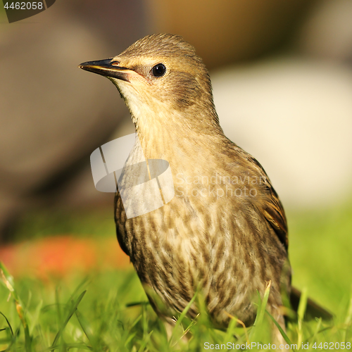 Image of juvenile starling on lawn