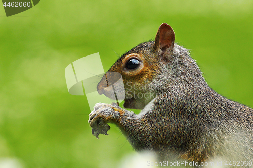 Image of close up of hungry gray squirrel
