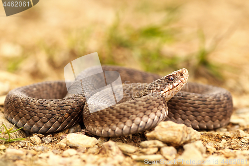 Image of female Vipera berus on ground, full length