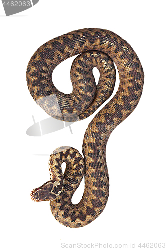 Image of isolated common crossed adder, full length