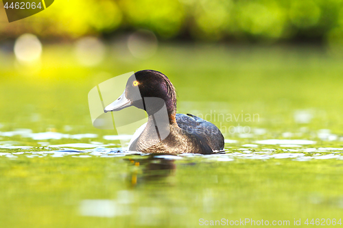 Image of tufted duck on water surface