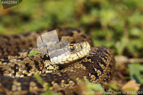 Image of scarce meadow viper in natural habitat