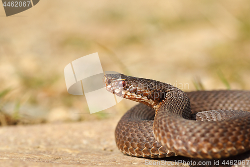 Image of female common crossed adder close-up