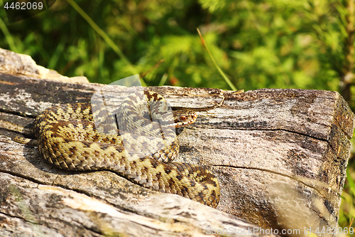 Image of beautiful male common adder basking