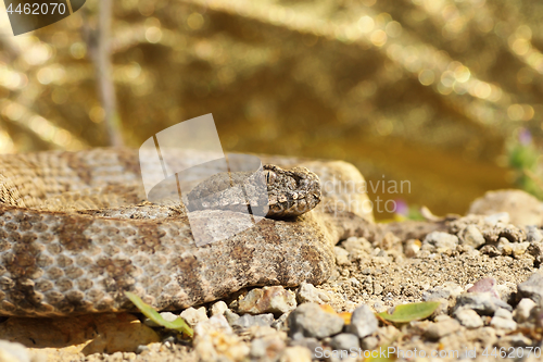 Image of rarest european viper