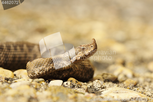 Image of closeup of juvenile sand viper